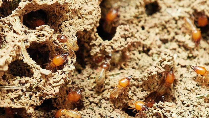 prix pour diagnostic termites vente