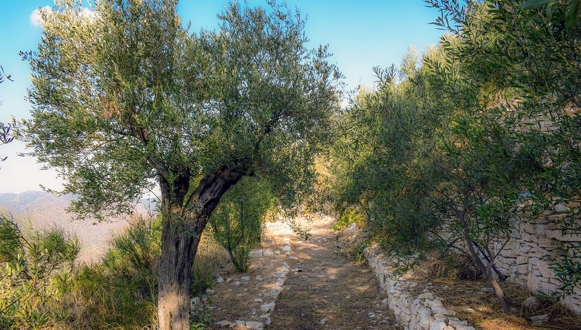 Sublimer votre jardin avec un olivier : nos conseils pour le mettre en valeur